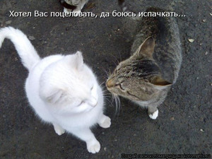  1 марта - всемирный день <b>кошек</b>. Хочется поцеловать 