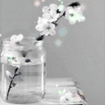 Веточка цветущей сакуры стоит в банке с водой на столе