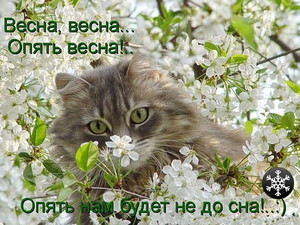  Ах, весна, кошкам не до <b>сна</b> 