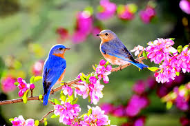  <b>Весна</b>, птицы 
