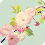  <b>Ветка</b> цветущей сакуры 