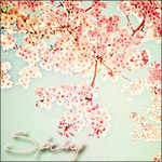  Ветки <b>цветущей</b>, весенней сакуры на фоне голубого неба 
