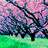 Розовые деревья, природа,аллея