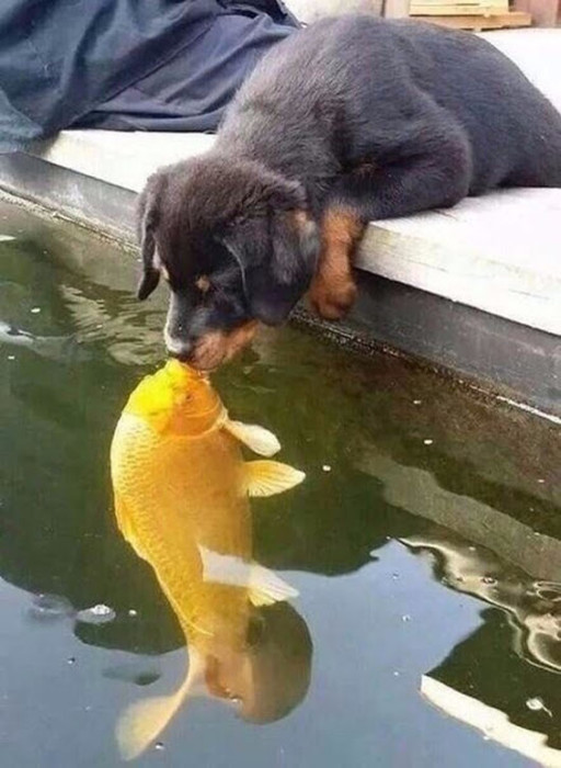 Поцелуй золотой рыбки