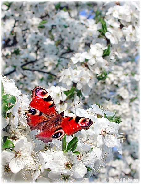 Весна. Первые бабочки