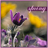 Spring - весна. Фиолетовые цветы