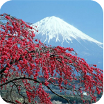 Цветущее красными цветами дерево на фоне гор