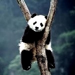  Панда <b>сидит</b> на дереве 