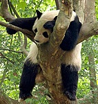 Панда спит в развилке дерева