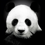  Черно-белая панда. <b>Серый</b> фон 
