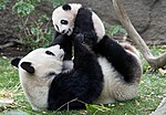 панда-мама играет с пандой-ребенком