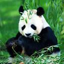 Панда  среди сочной зелени