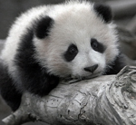 Грустный панда  на стволе дерева
