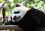 Панда засыпает на ветках