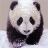Панда (4)