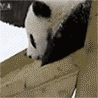 Панда катается с горки