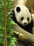 Панда-бормотун