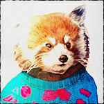 Красная панда в голубом свитере