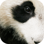 Глаз панды