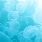  <b>Медузы</b> в голубой воде 