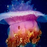 Большая медуза