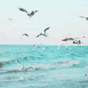 Чайки кружат над морем