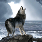 Волк воет на камне в море
