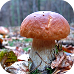 Белый гриб в осеннем лесу