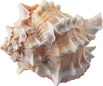 Прекрасная морская раковина (белый и беж)