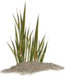  Морские <b>водоросли</b> с острыми листьями 