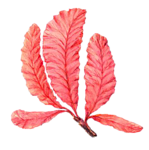 Морские водоросли красные листочки