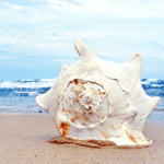 Ракушка на песчаном берегу моря