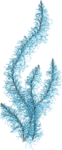 Голубые морские водоросли