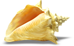 Морская раковина желтенькая