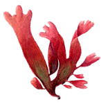 Красные морские водоросли