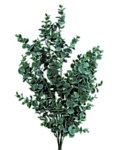Зеленые морские водоросли в виде куста