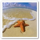 Морская звезда лежит на песке у моря