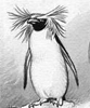 Пингвин с потрясающей прической