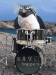 Пингвин-барабанщик
