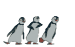 Пингвиньи танцы