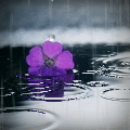 Фиолетовый цветок в луже под дождём