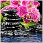 Бело-розовая орхидея лежит на камнях рядом с водой