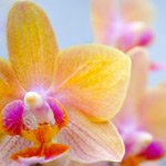 Цветок оранжево желтой орхидеи