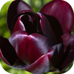 Бордовый тюльпан