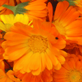  <b>Оранжевые</b> цветочки 