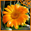 Оранжевый цветок ( календула )