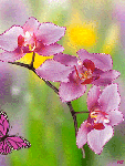  Орхидея и <b>бабочка</b> 