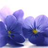  <b>Фиолетовые</b> цветы радуют 