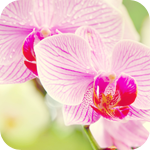  Цветы <b>розовые</b> орхидеи 