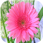 Розовая гербера цветок